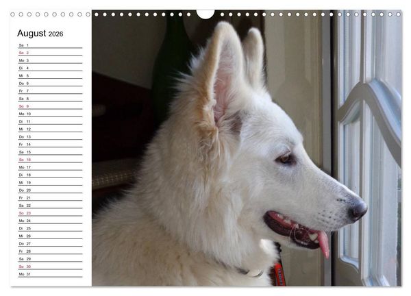Produktbild: Berger Blanc Suisse - Wei&szlig;er Schweizer Sch&auml;ferhund (Wandkalender 2026 DIN A3 quer), CALVENDO Monatskalender