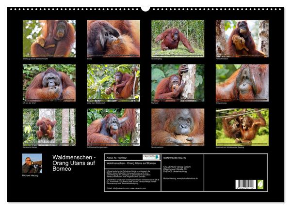 Produktbild: Waldmenschen - Orang Utans auf Borneo (Wandkalender 2026 DIN A2 quer), CALVENDO Monatskalender