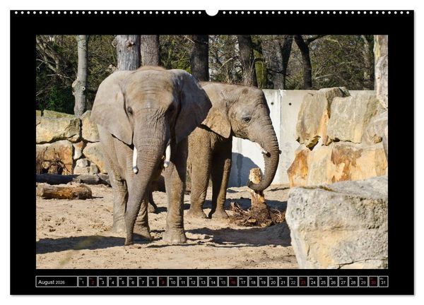 Produktbild: Dresdner Zootiere 2026 (hochwertiger Premium Wandkalender 2026 DIN A2 quer), Kunstdruck in Hochglanz