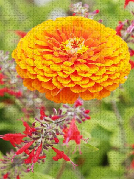 Produktbild: CALVENDO Puzzle Zinnie und Roter Salbei | 1000 Teile Lege-Gr&ouml;&szlig;e 64x48cm Foto-Puzzle f&uuml;r gl&uuml;ckliche Stunden