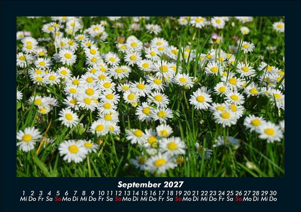 Produktbild: Blumentr&auml;ume 2027 Fotokalender DIN A5