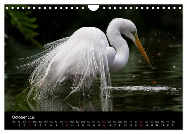 Produktbild: World of Heron (Wall Calendar 2026 DIN A4 landscape), CALVENDO 12 Month Wall Calendar
