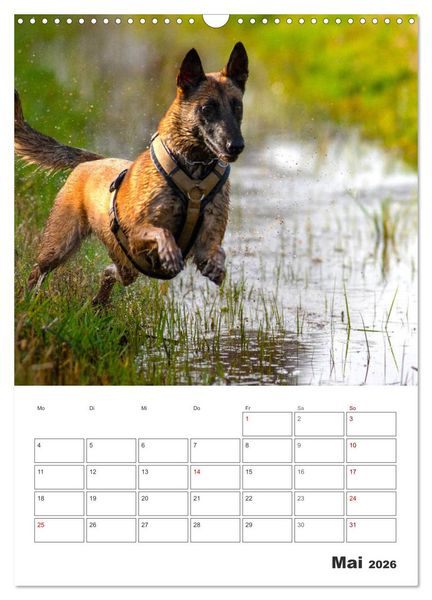 Produktbild: Malinois Power auf vier Pfoten (Wandkalender 2026 DIN A3 hoch), CALVENDO Monatskalender