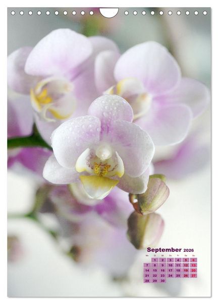 Produktbild: Traumhafte Orchideen (Wandkalender 2026 DIN A4 hoch), CALVENDO Monatskalender