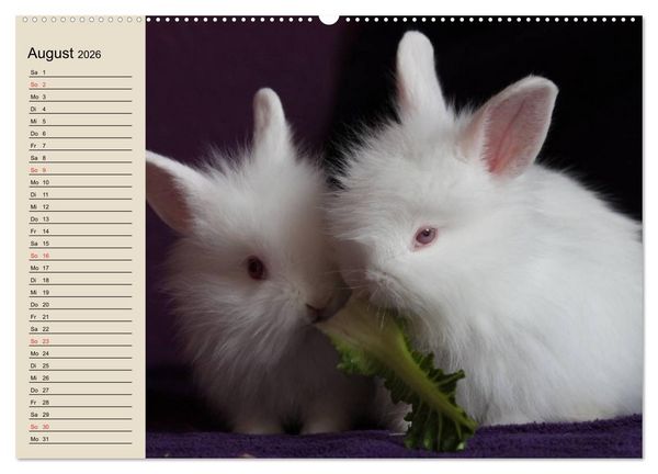 Produktbild: Kaninchen und Hasen (Wandkalender 2026 DIN A2 quer), CALVENDO Monatskalender