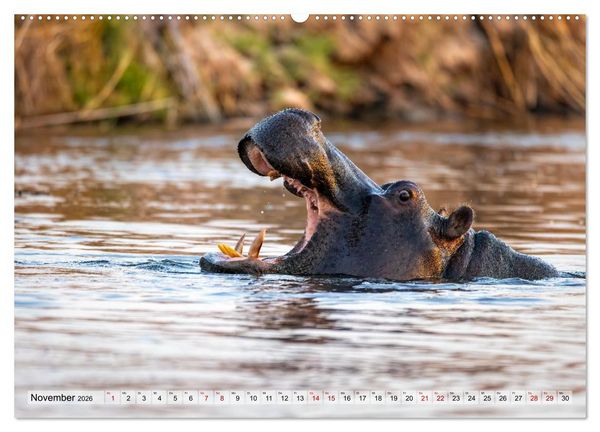 Produktbild: Namibia - Simbabwe - Botswana Leben zwischen W&uuml;ste und Wildnis (Wandkalender 2026 DIN A2 quer), CALVENDO Monatskalender