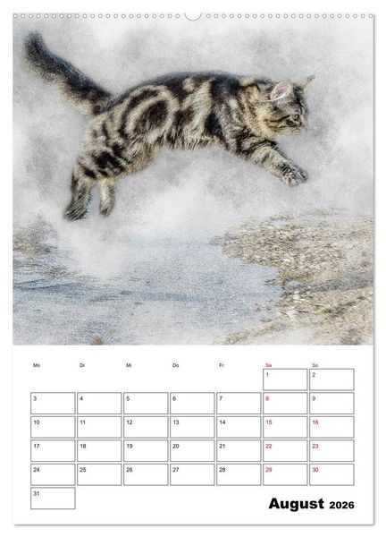 Produktbild: Maine Coon Katzen (Wandkalender 2026 DIN A2 hoch), CALVENDO Monatskalender