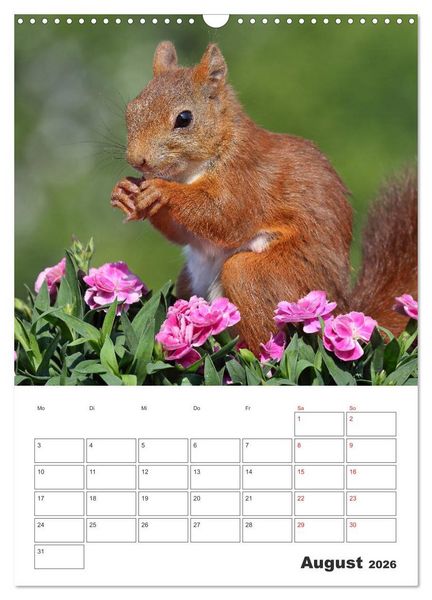 Produktbild: Eichh&ouml;rnchen Luna (Wandkalender 2026 DIN A3 hoch), CALVENDO Monatskalender
