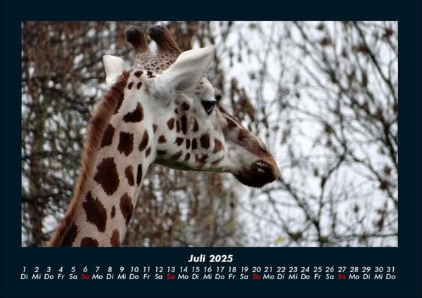 Produktbild: Giraffen 2025 Fotokalender DIN A4