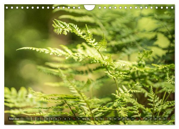 Produktbild: Feng Shui Farben - Element: Holz (Wandkalender 2026 DIN A4 quer), CALVENDO Monatskalender