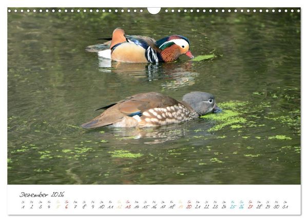 Produktbild: Mandarinenenten, die Liebe zur Natur (Wandkalender 2026 DIN A3 quer), CALVENDO Monatskalender