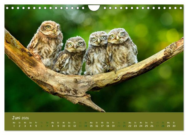Produktbild: Steink&auml;uze (Athene noctua) (Wandkalender 2026 DIN A4 quer), CALVENDO Monatskalender