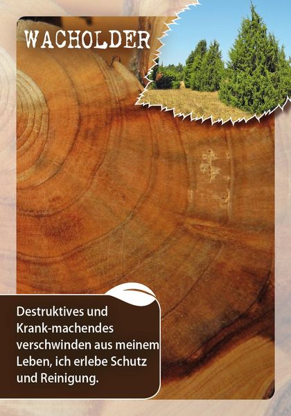 Die Botschaften der Bäume – Impulse unserer Gefährten für jeden Tag