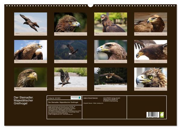 Produktbild: Der Steinadler. Majest&auml;tischer Greifvogel (Wandkalender 2026 DIN A2 quer), CALVENDO Monatskalender