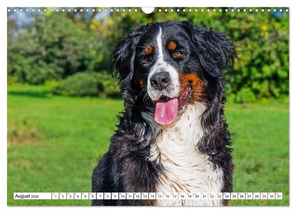 Produktbild: Berner Sennenhunde - Freunde f&uuml;r ein ganzes Leben (Wandkalender 2026 DIN A3 quer), CALVENDO Monatskalender