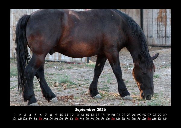 Produktbild: Pferde Kalender 2026 Fotokalender DIN A3
