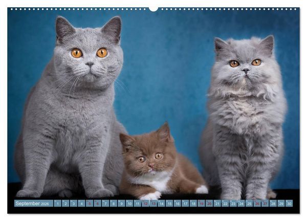 Produktbild: Kittens - Britisch Kurzhaar Katzenkinder (Wandkalender 2026 DIN A2 quer), CALVENDO Monatskalender