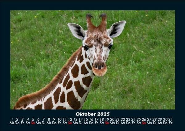 Produktbild: Giraffen 2025 Fotokalender DIN A5
