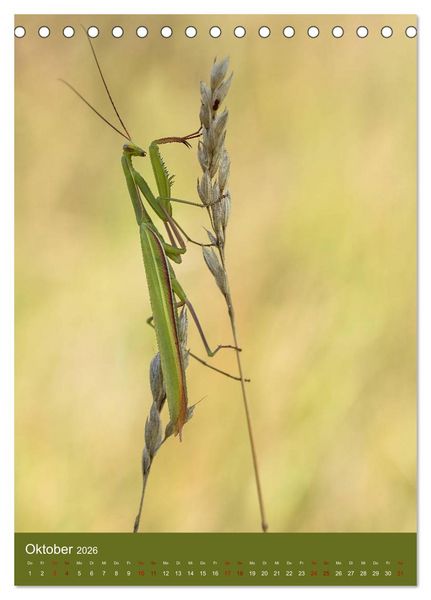 Produktbild: Die Gottesanbeterin. R&auml;uber der Insektenwelt. (Tischkalender 2026 DIN A5 hoch), CALVENDO Monatskalender