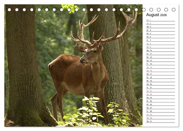 Produktbild: Hirsche (Tischkalender 2026 DIN A5 quer), CALVENDO Monatskalender
