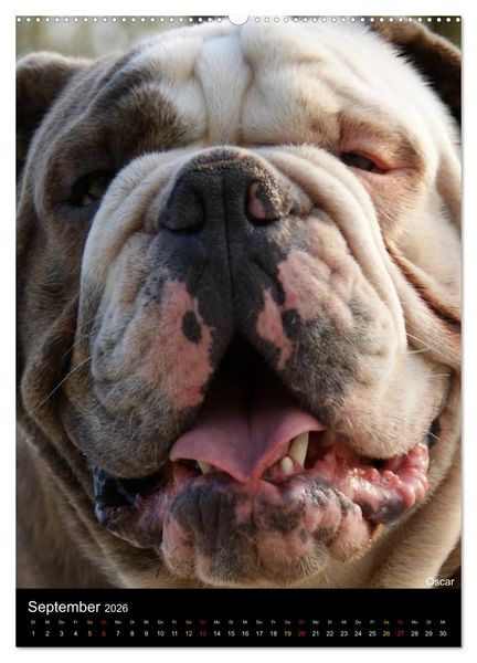 Produktbild: Bulldoggen-Gesichter (hochwertiger Premium Wandkalender 2026 DIN A2 hoch), Kunstdruck in Hochglanz