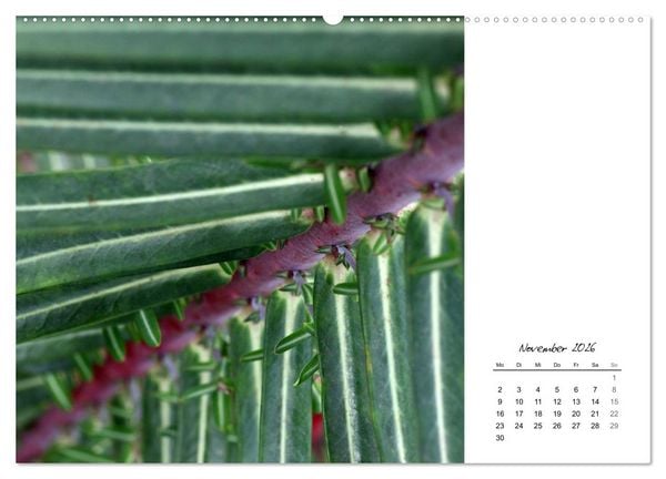 Produktbild: Blattkunst (hochwertiger Premium Wandkalender 2026 DIN A2 quer), Kunstdruck in Hochglanz