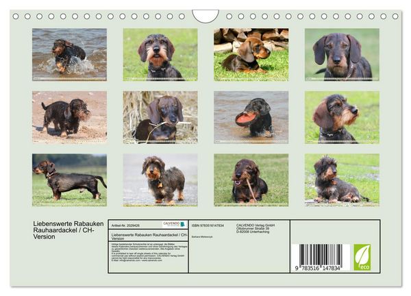 Produktbild: Liebenswerte Rabauken Rauhaardackel / CH-Version (Wandkalender 2026 DIN A4 quer), CALVENDO Monatskalender