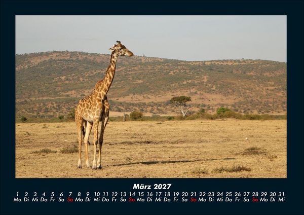 Produktbild: Giraffen 2027 Fotokalender DIN A4