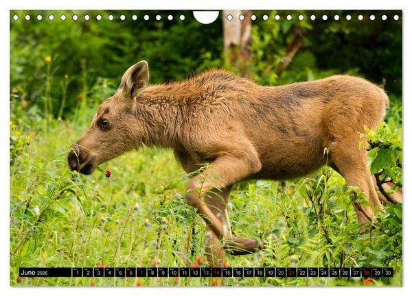 Produktbild: MOOSE Of The Northern Woods (Wall Calendar 2026 DIN A4 landscape), CALVENDO 12 Month Wall Calendar