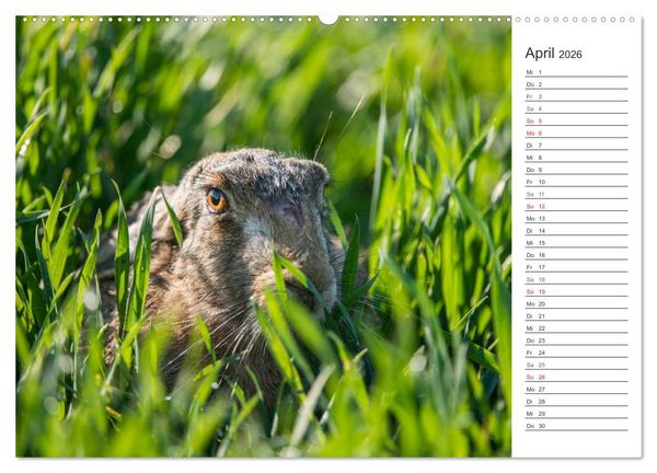 Produktbild: Emotionale Momente: Wild und Jagd. (Wandkalender 2026 DIN A2 quer), CALVENDO Monatskalender