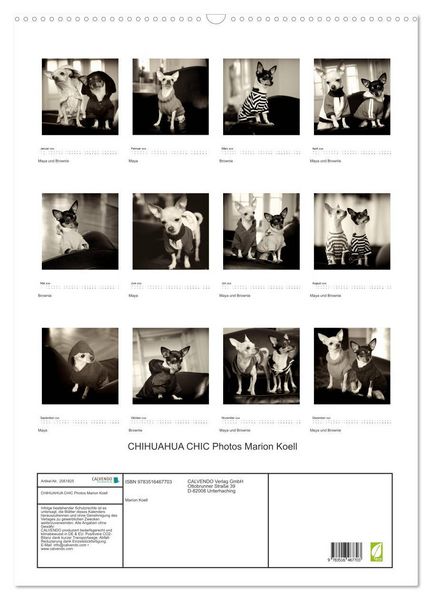 Produktbild: CHIHUAHUA CHIC Photos Marion Koell (Wandkalender 2026 DIN A2 hoch), CALVENDO Monatskalender