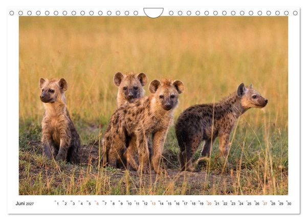 Produktbild: Afrika Wildlife-Fotografien (Wandkalender 2027 DIN A4 quer), CALVENDO Monatskalender