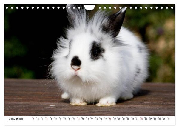 Produktbild: Kaninchen - knuddelige Hausgenossen (Wandkalender 2026 DIN A4 quer), CALVENDO Monatskalender