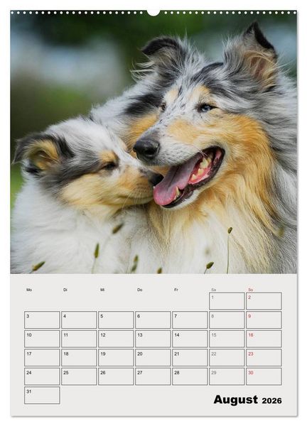 Produktbild: Collies - Freunde f&uuml;r&acute;s Leben (hochwertiger Premium Wandkalender 2026 DIN A2 hoch), Kunstdruck in Hochglanz