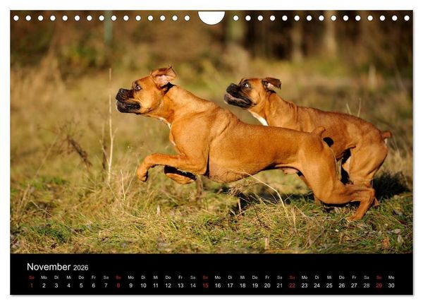 Produktbild: Boxer ? Was sonst ! (Wandkalender 2026 DIN A4 quer), CALVENDO Monatskalender