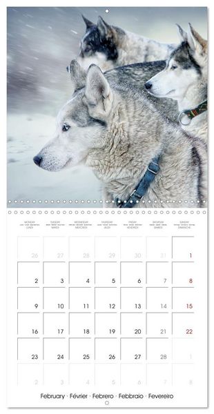 Produktbild: Husky obsession (Wall Calendar 2026 12 &times; 12 Inch) CALVENDO 12 Month Wall Calendar