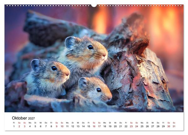 Produktbild: Lemminge - Kleine Helden der Tundra (Wandkalender 2027 DIN A2 quer), CALVENDO Monatskalender
