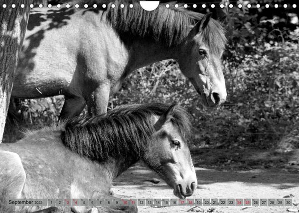 Produktbild: Die letzten Wildpferde Exmoor Ponys (Wandkalender 2022 DIN A4 quer)