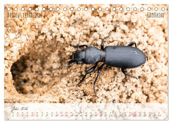 Produktbild: K&auml;fer-Wunderwelten (Tischkalender 2026 DIN A5 quer), CALVENDO Monatskalender