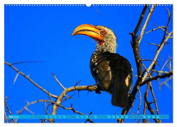 Produktbild: Botswana- Pirschfahrt mit Garantie auf Wildlife (Wandkalender 2026 DIN A2 quer), CALVENDO Monatskalender