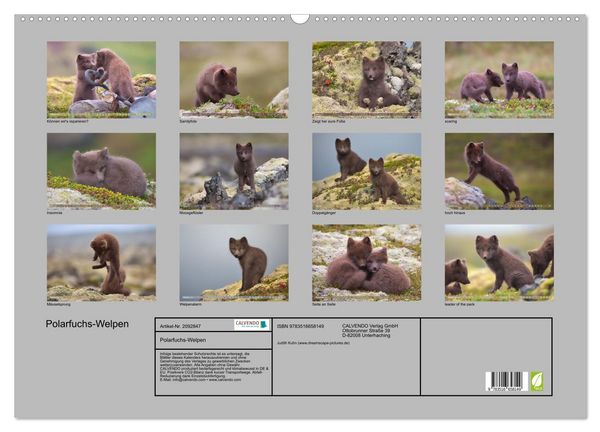 Produktbild: Polarfuchs-Welpen (Wandkalender 2026 DIN A2 quer), CALVENDO Monatskalender