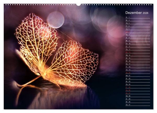 Produktbild: Die Hortensie und ihre vielen Gesichter (hochwertiger Premium Wandkalender 2026 DIN A2 quer), Kunstdruck in Hochglanz