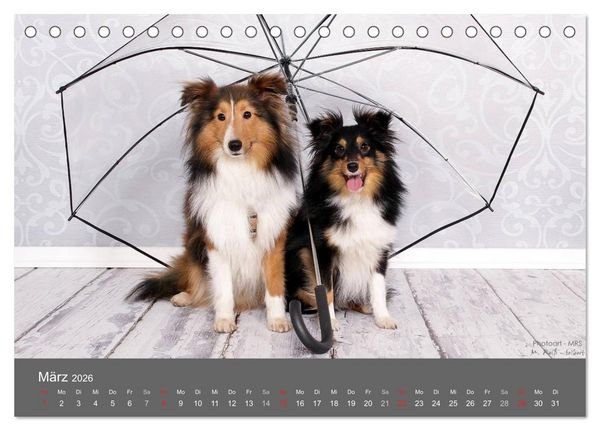 Produktbild: Shelties : Charmeure auf 4 Pfoten (Tischkalender 2026 DIN A5 quer), CALVENDO Monatskalender