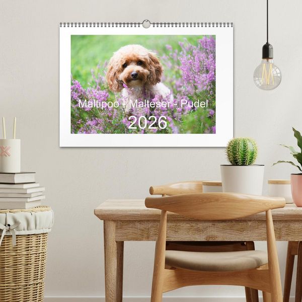 Produktbild: Maltipoo - Malteser -Pudel (Wandkalender 2026 DIN A3 quer), CALVENDO Monatskalender