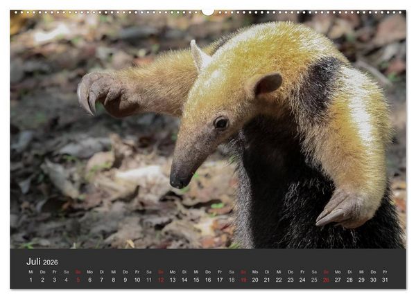 Produktbild: Wildlife Pantanal 2026 (Wandkalender 2026 DIN A2 quer), CALVENDO Monatskalender