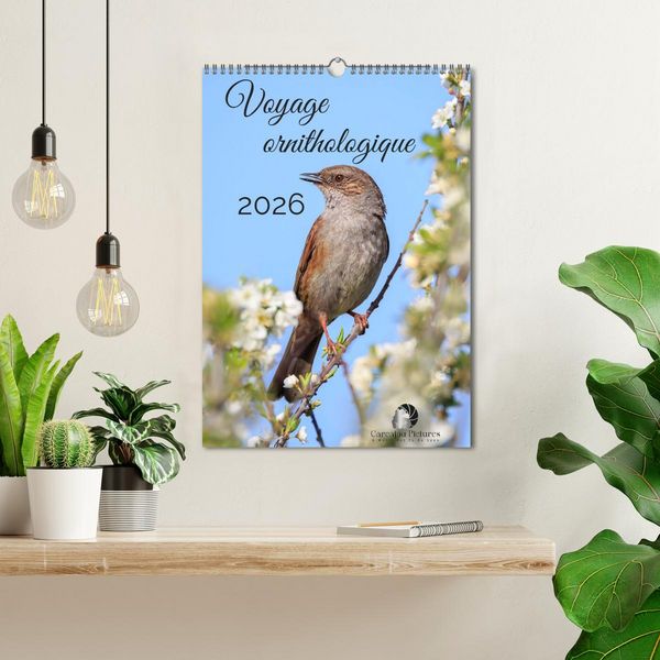Produktbild: Voyage ornithologique (Calendrier mural 2026 DIN A3 horizontal), CALVENDO calendrier mensuel