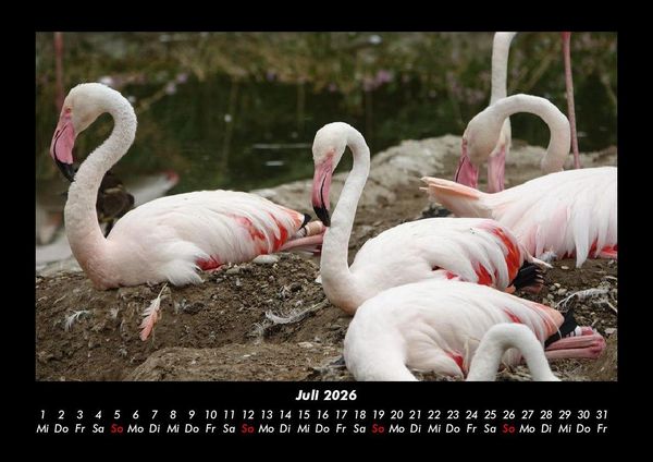 Produktbild: V&ouml;gel 2026 Fotokalender DIN A3