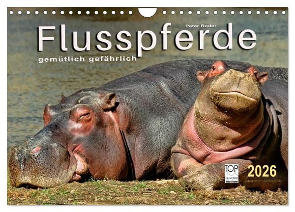 Produktbild: Flusspferde - gem&uuml;tlich gef&auml;hrlich (Wandkalender 2026 DIN A4 quer), CALVENDO Monatskalender