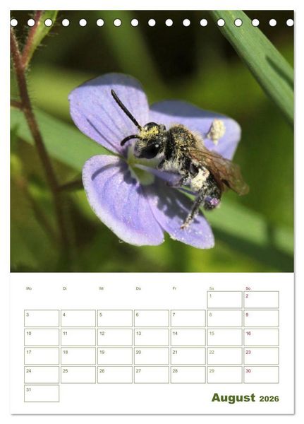 Produktbild: Wildbienen-Terminplaner 2026 (Tischkalender 2026 DIN A5 hoch), CALVENDO Monatskalender