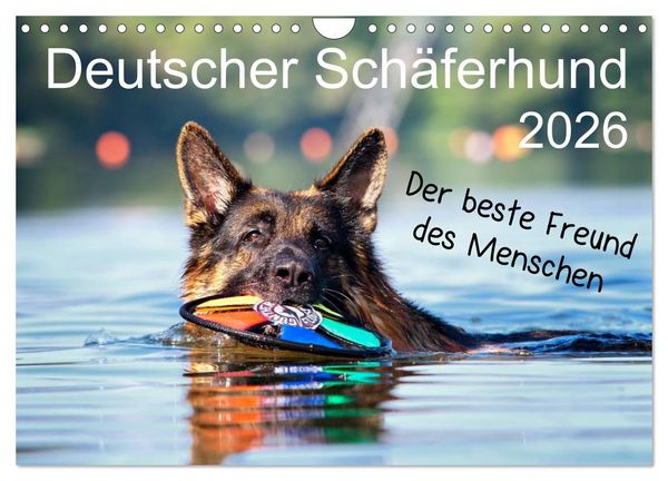 Deutscher Schäferhund - Der beste Freund des Menschen (Wandkalender 2026 DIN A4 quer), CALVENDO Monatskalender